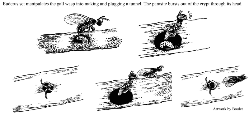The crypt-keeper wasp (Euderus set) in action. (Image: Rice University/Boulet)